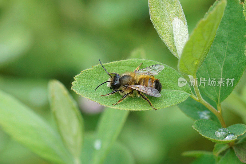 一只雄性红石匠蜜蜂的特写，Osmia rufa坐在花园的一片绿叶上